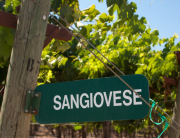 Photo of a Sangiovese sign in front of the vineyard